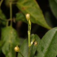 Talinum fruticosum (L.) Juss.